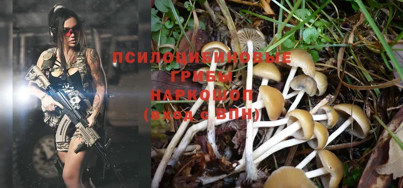 Псилоцибиновые грибы Magic Shrooms  наркота  Кореновск 